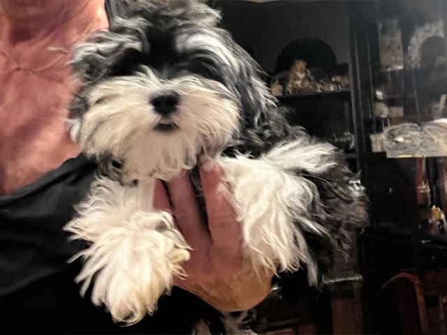 A black and white dog is sitting in someone 's hand.