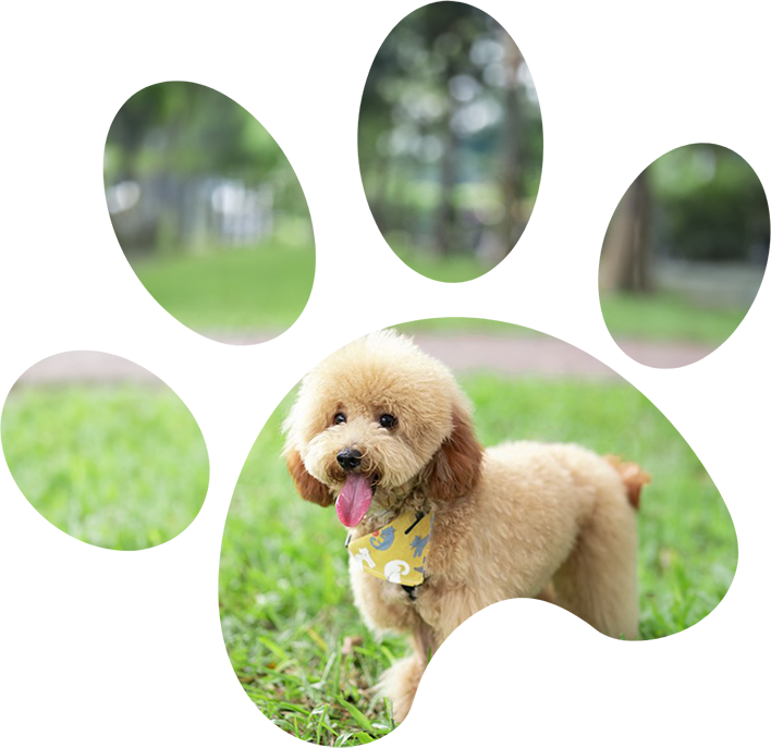 A dog with its tongue hanging out in front of a paw print.