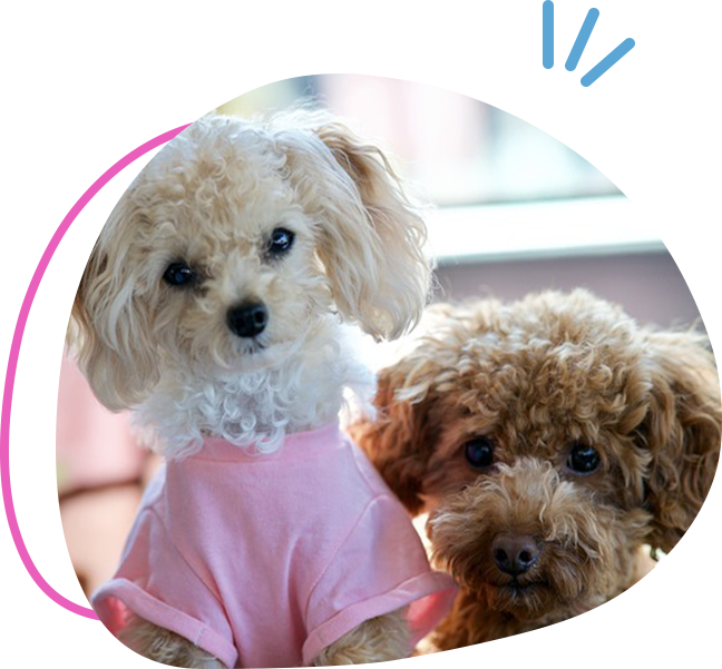 Two dogs in pink shirts and a green background