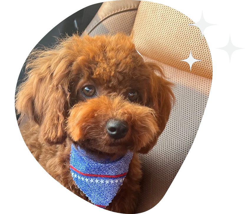 A brown dog with a blue bandana around its neck.