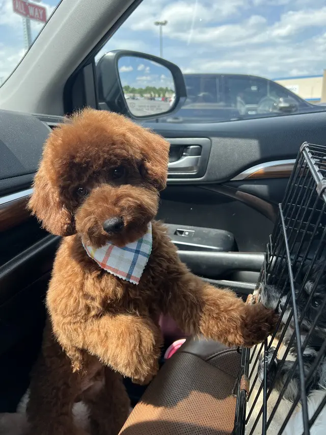 A brown teddy bear sitting in the back of a car.