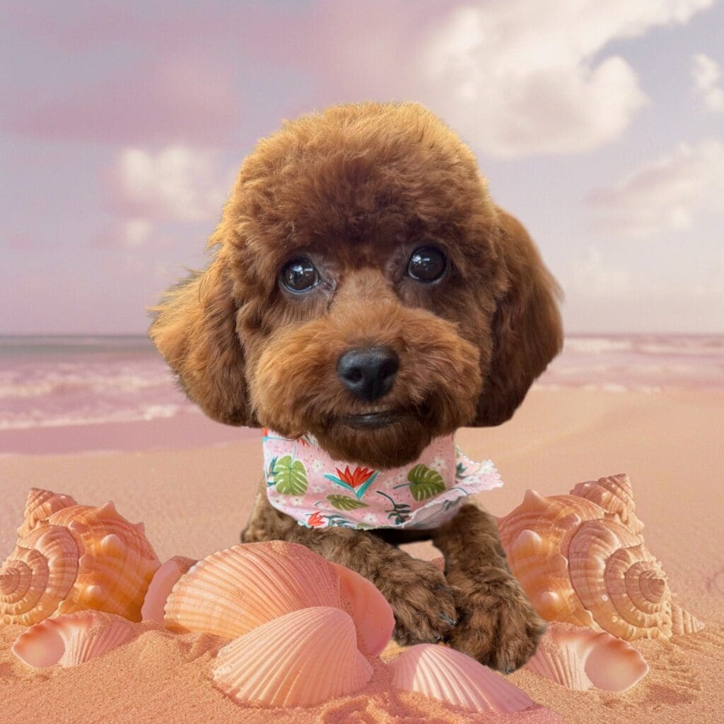 Red Female Poodle Dog