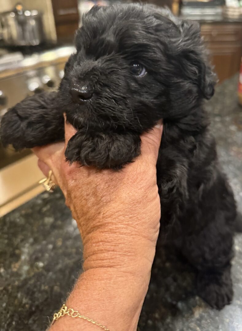black color Puppy closeup shot