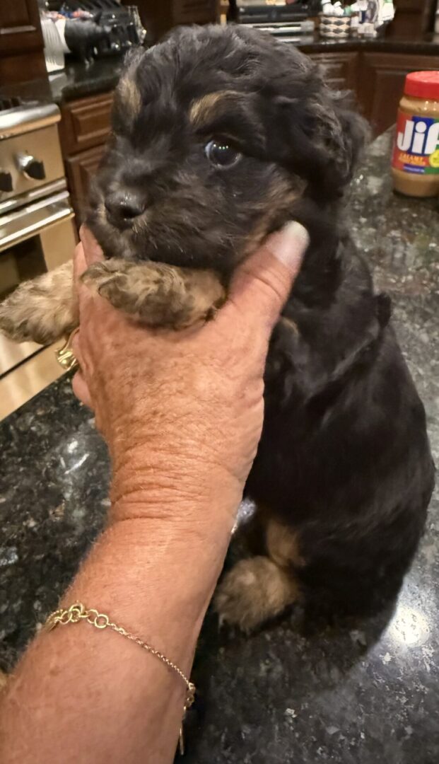 hand holding black Aussie doodle